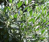 Foliage 