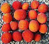 18 fruit 