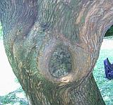 Trunk 